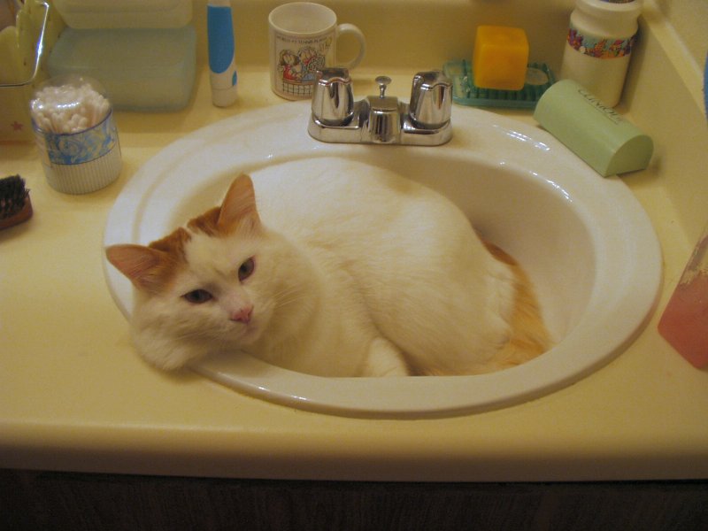 cat-sink
