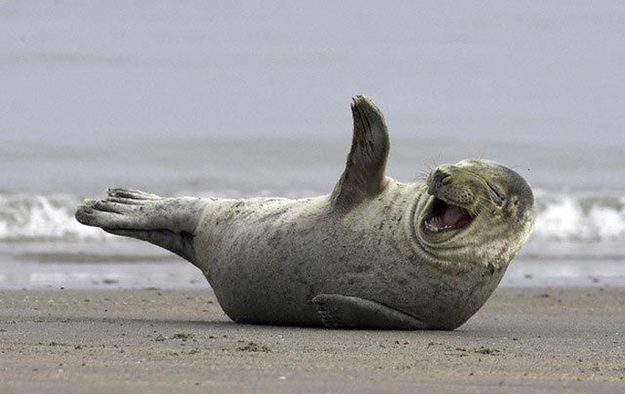 happy-seal